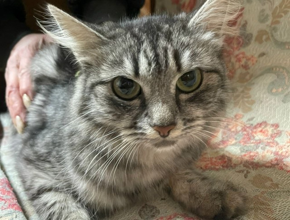     Фото: фонд «ЗооЗащита» / vk.com/zoozahita