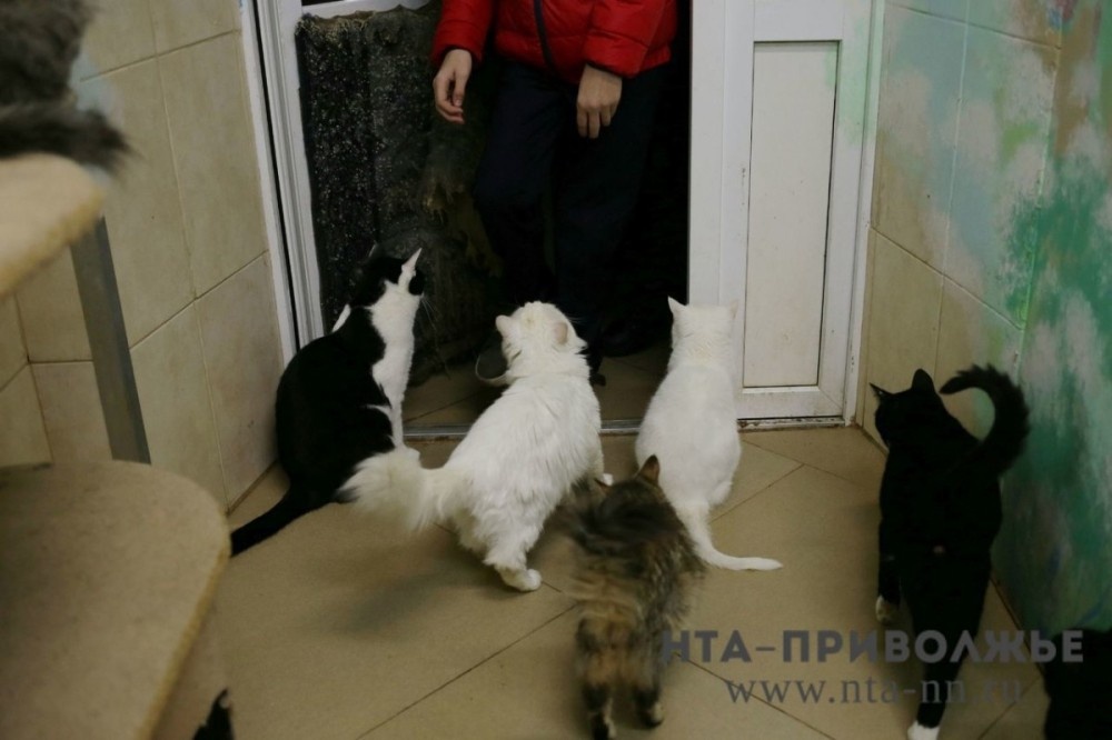    Штраф до 2 тыс. рублей за отказ от регистрации кошек и собак установлен в Марий Эл