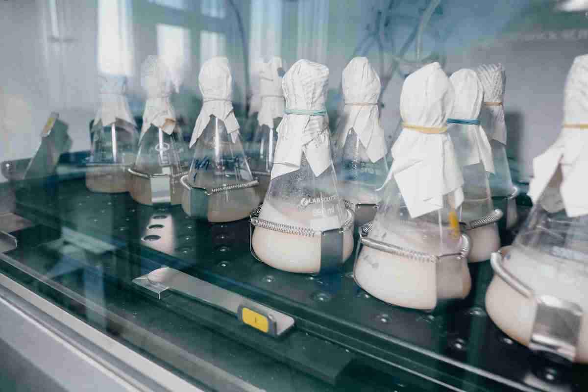 Культуры бактерий на питательных средах из рыбных отходов. Фото предоставлено КНЦ СО РАН. Источник: rscf.ru