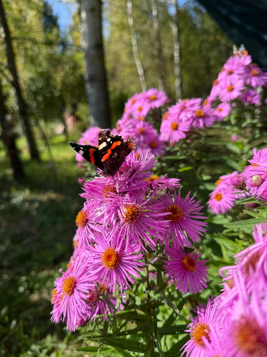 Осенние цветы на даче мл.дочери. Просто так для настроения. Фото из семейного альбома