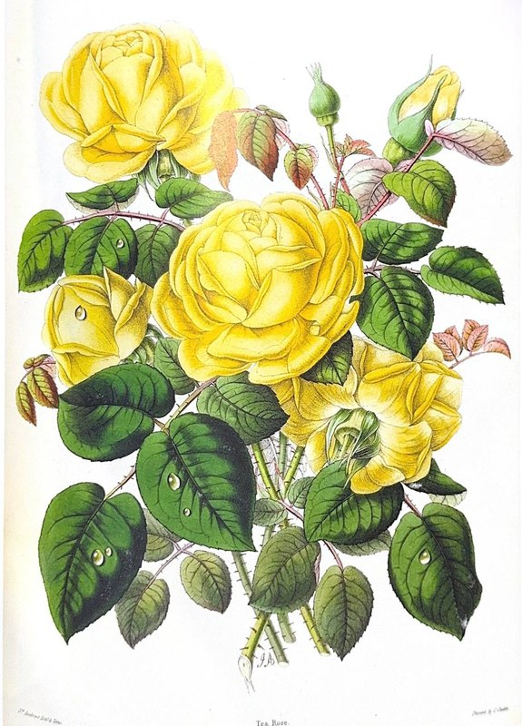 Роза Isabella Gray