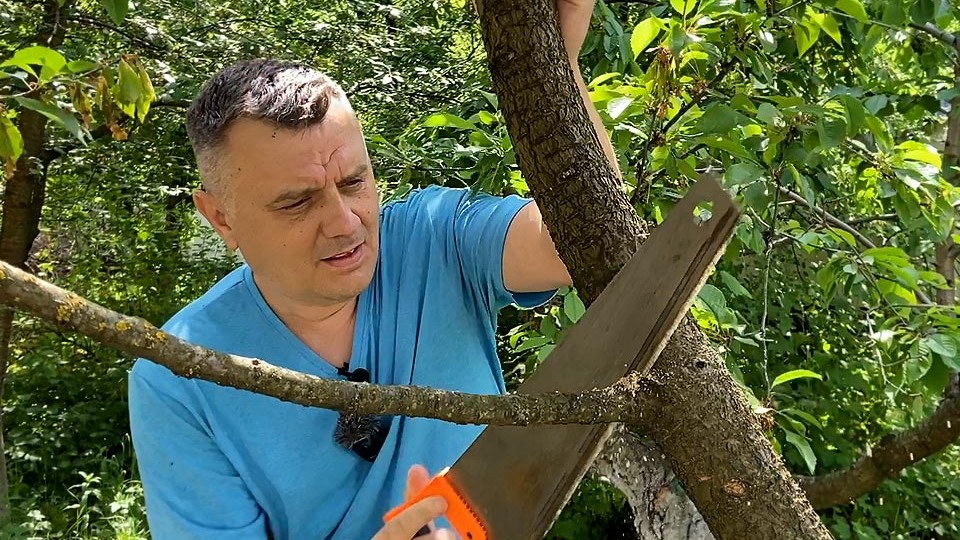 7 секретов обрезки: как делать быстро и с пользой