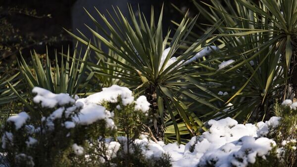    © РИА Новости Крым . Дмитрий Макеев