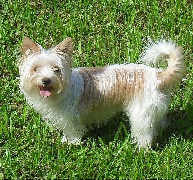 Бивер-йоркширский терьер, или бивер-йорк, — молодая и популярная порода с привлекательным внешним видом и дружелюбным характером.