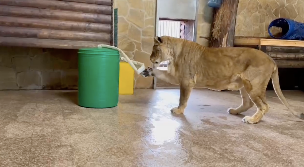 Скриншот из видео https://t.me/lenzoopark