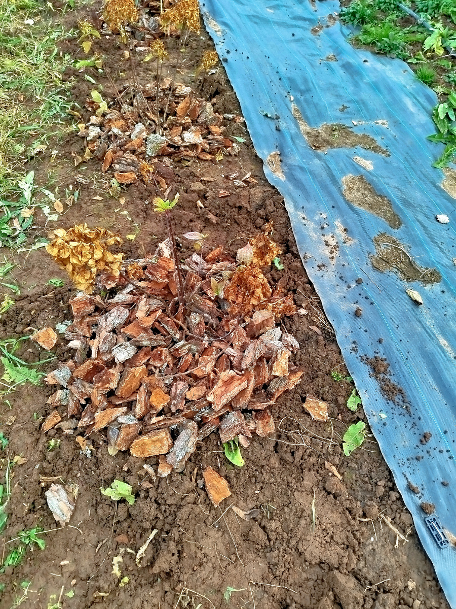 Две мои гортензии.