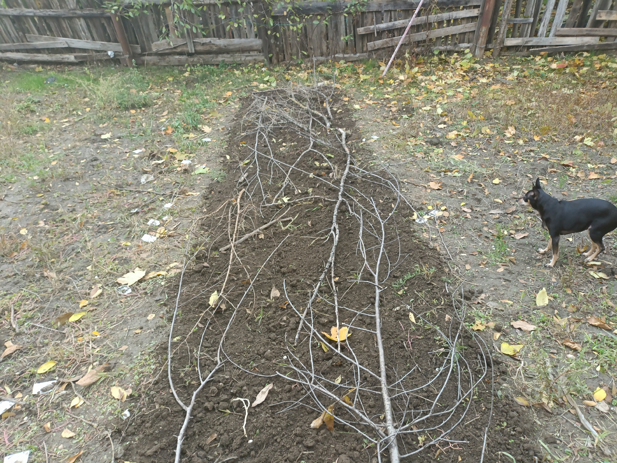 Посадка озимого чеснока