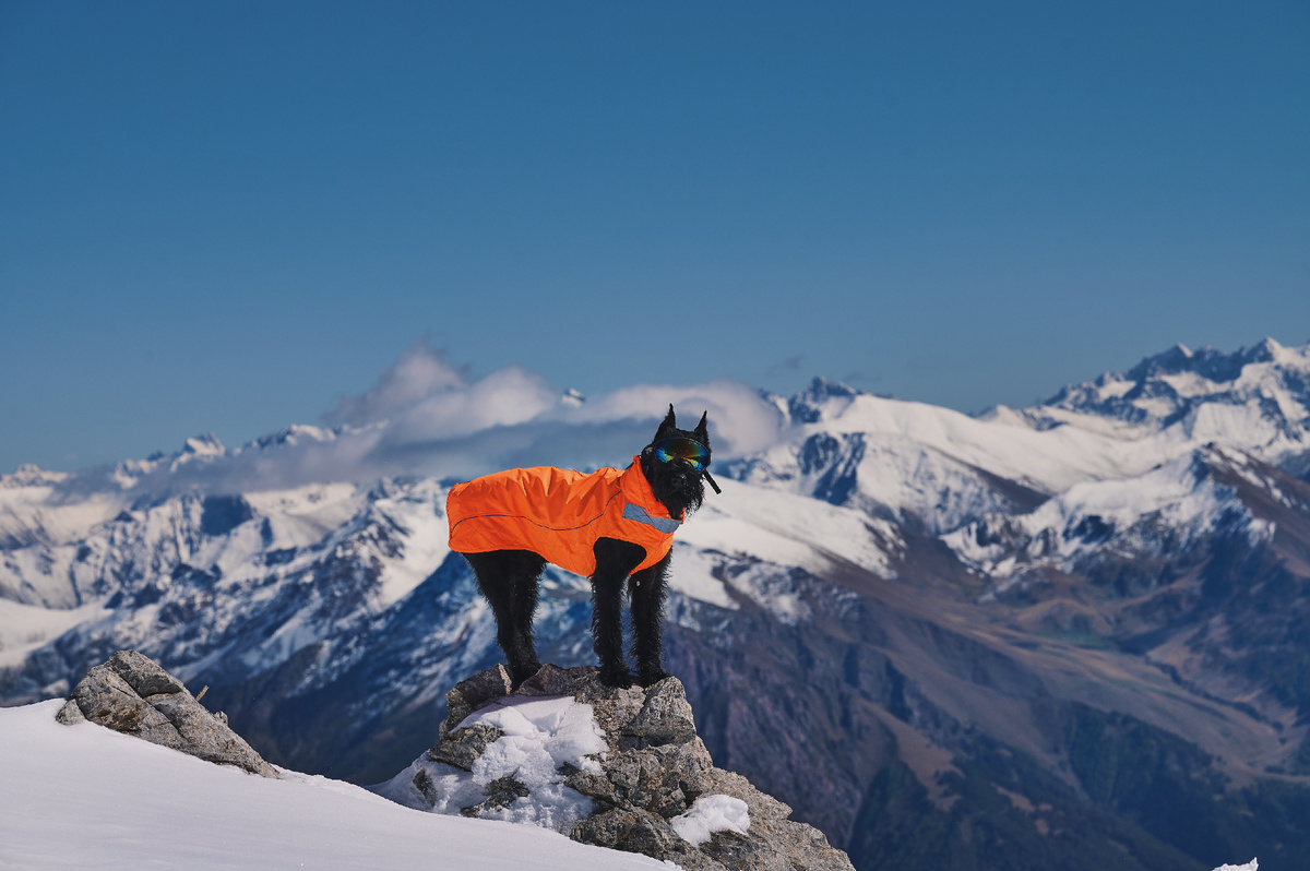 Хмель на фоне гор