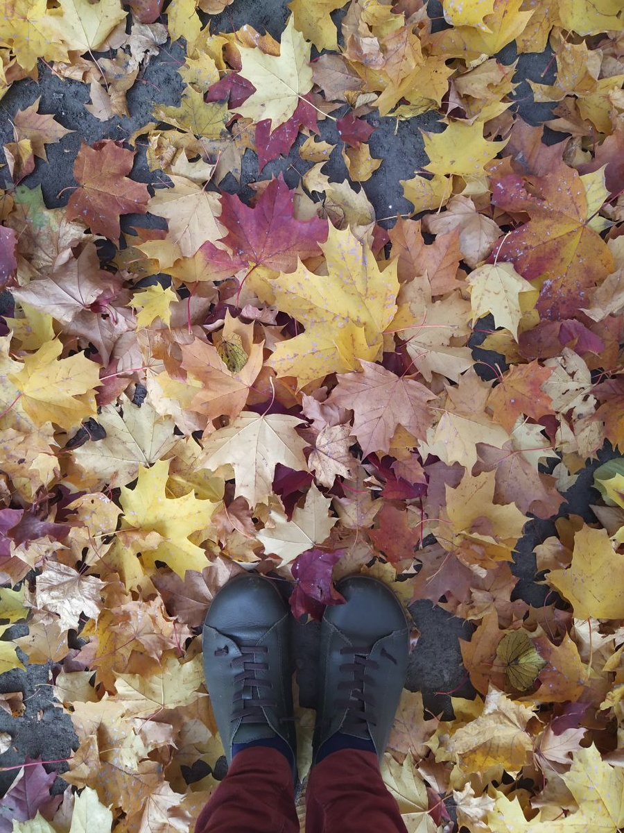 Евросоюз запретил к ввозу в Россию листвы, палок и других компонентов для компостных куч. 