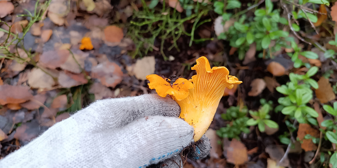 2 кг лисичек 23 октября! Нашёл «золотые» поляны на Карельском перешейке и делюсь рецептом быстрой мариновки, который вкуснее жареных