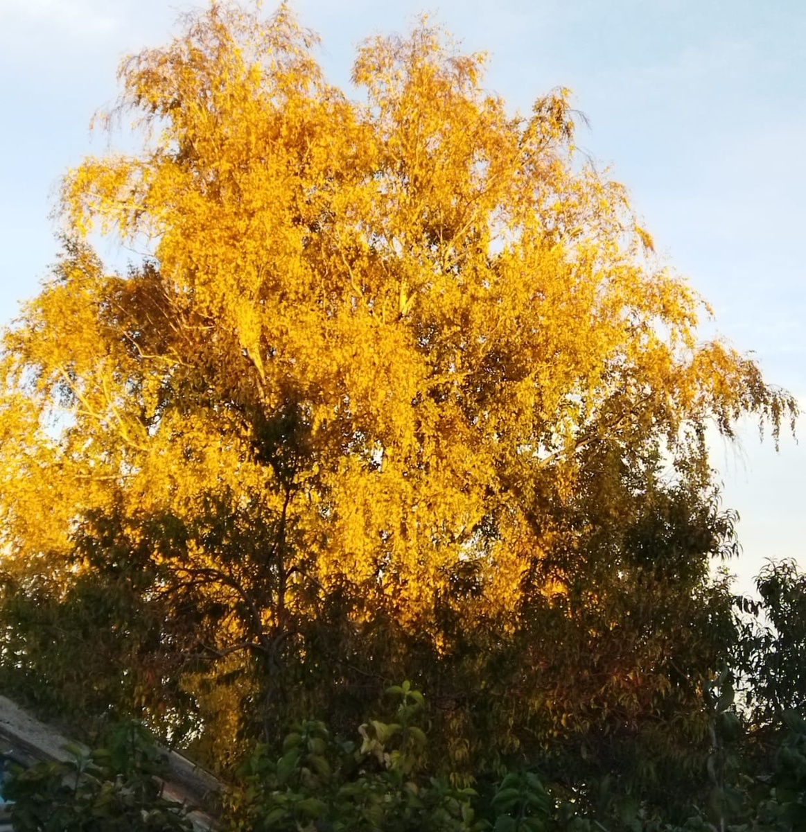 Краски осени