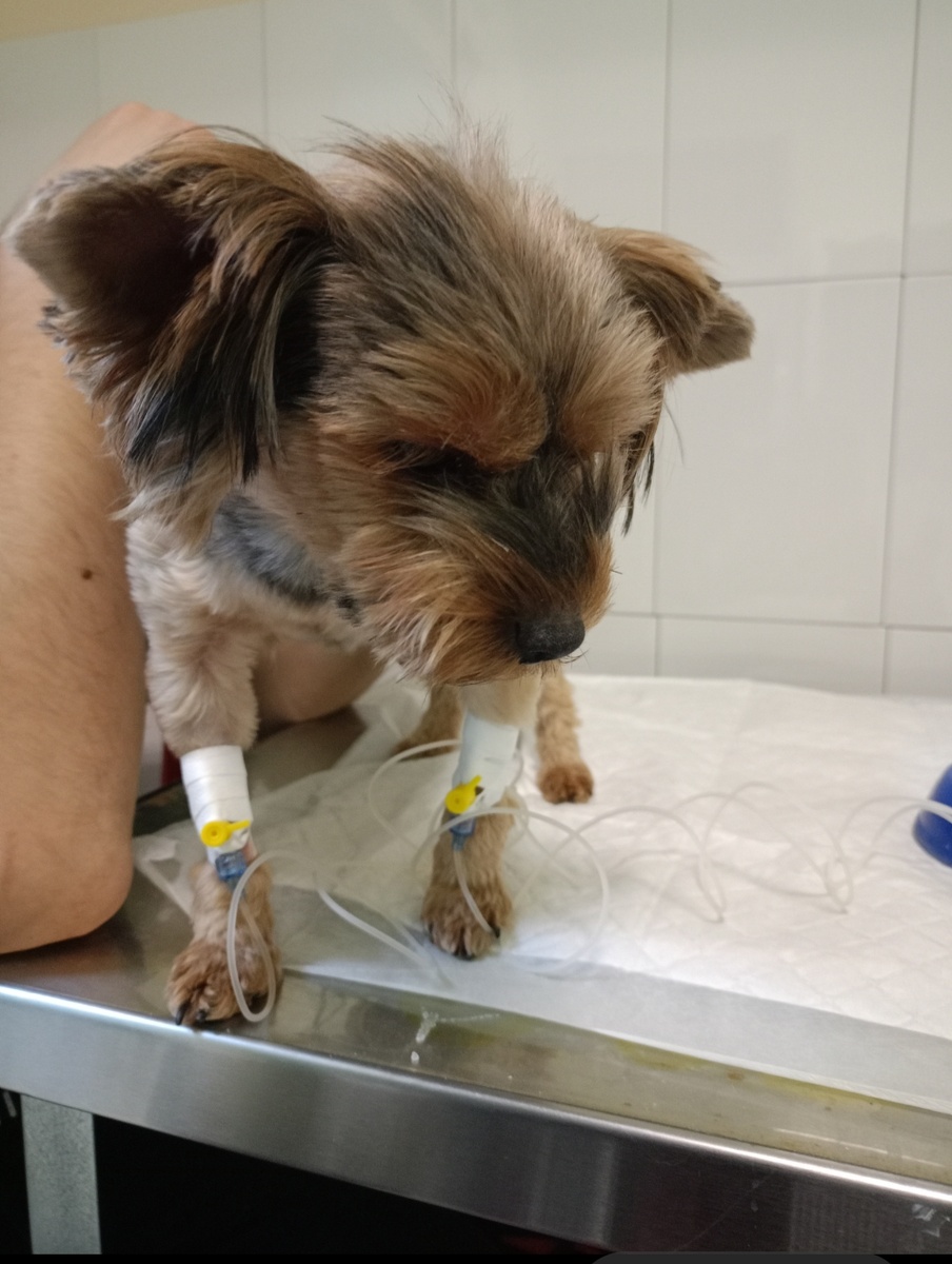 Фото было сделано полтора месяца назад, когда у неё было обострение панкреатита. 