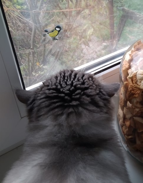 Фотография Татьяны Игоревны Лебедь. Кот-охотник. Голицыно.