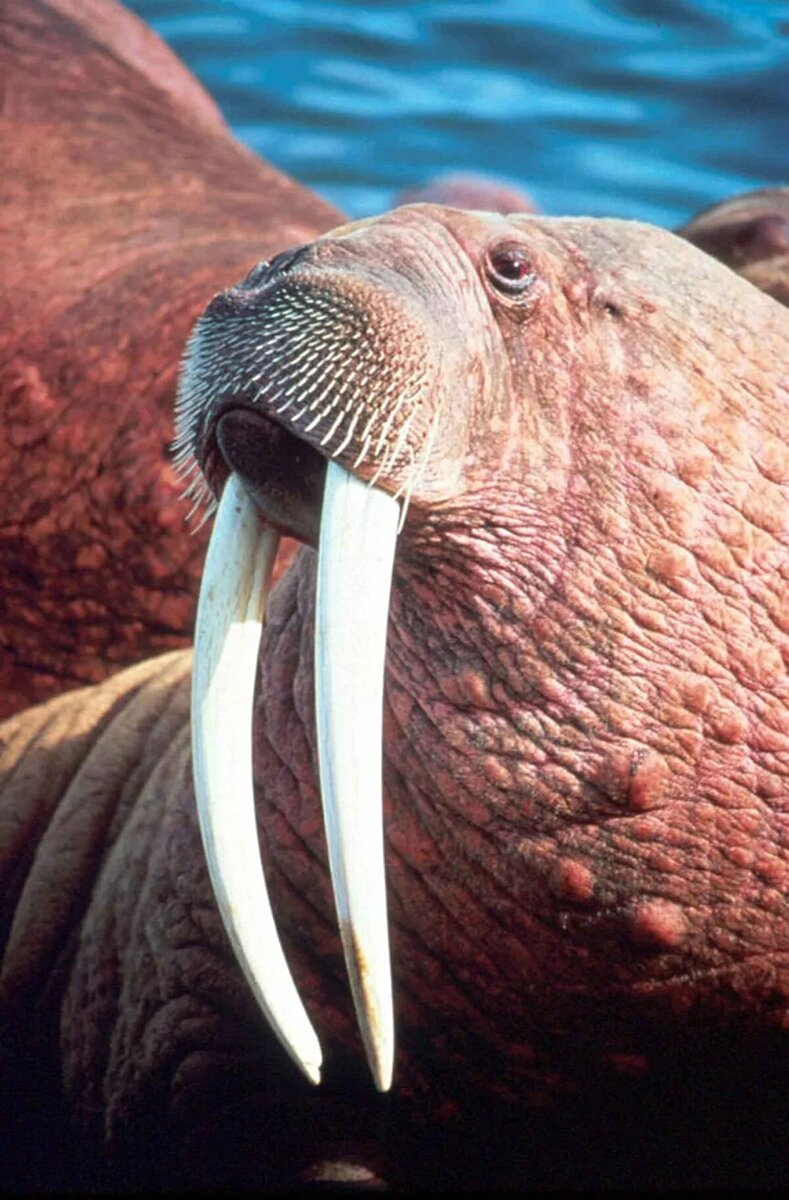 https://upload.wikimedia.org/wikipedia/commons/thumb/5/56/Walrus_male_close_up_head_odobenus_rosmarus.jpg/1200px-Walrus_male_close_up_head_odobenus_rosmarus.jpg