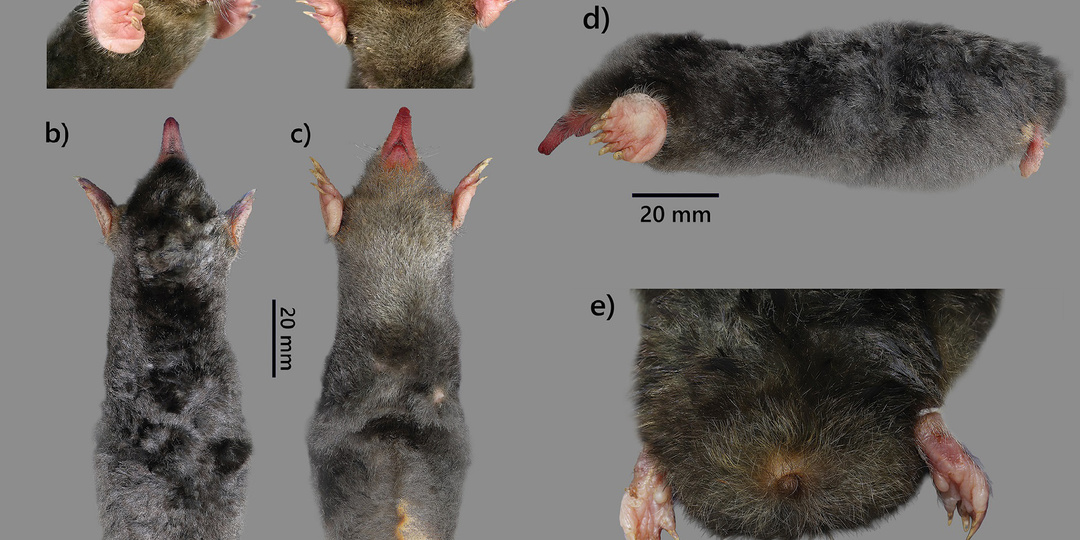 Крот Дарвина ко Дню крота