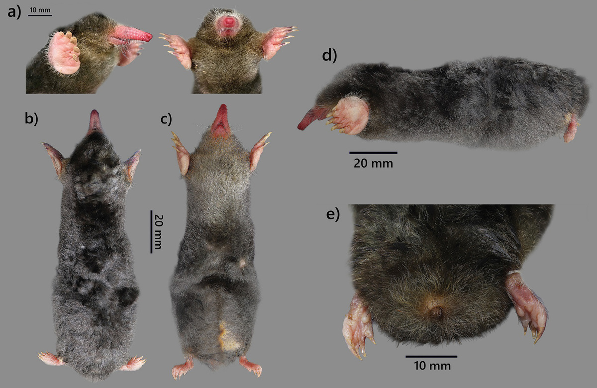 Крот Дарвина (Euroscaptor darwini).