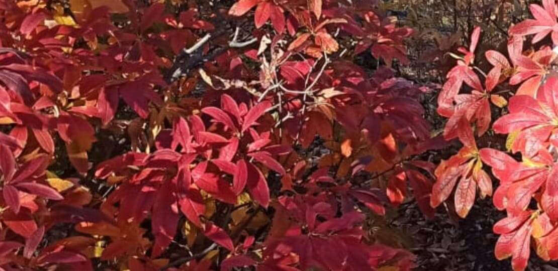 Фото Елены Лабо