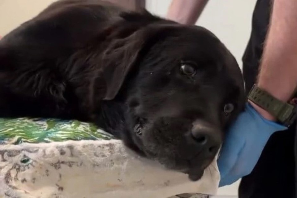    В Махачкале живодер расстрелял служебного лабрадора, спасавшего людей по всей РФ, фото: кадр из видео ветклиники