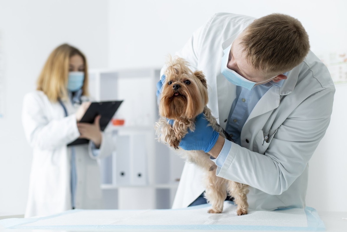    Привычные для человека вещи могут значительно навредить питомцу