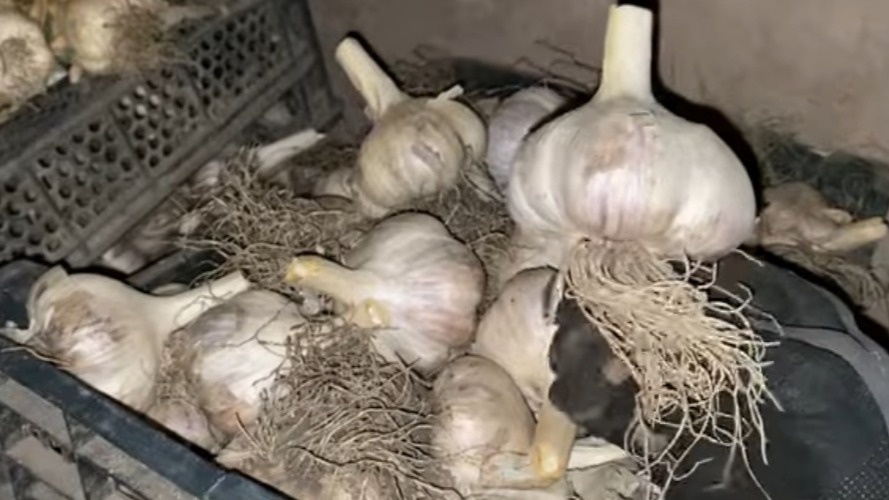 Разница в размере головок чеснока после применения засохших бархатцев