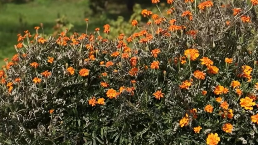 Правильно высушенные бархатцы - стебли ломкие, листья потемневшие