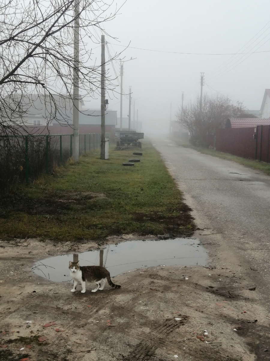 Сегодняшнее утро. Ириска провожает на работу