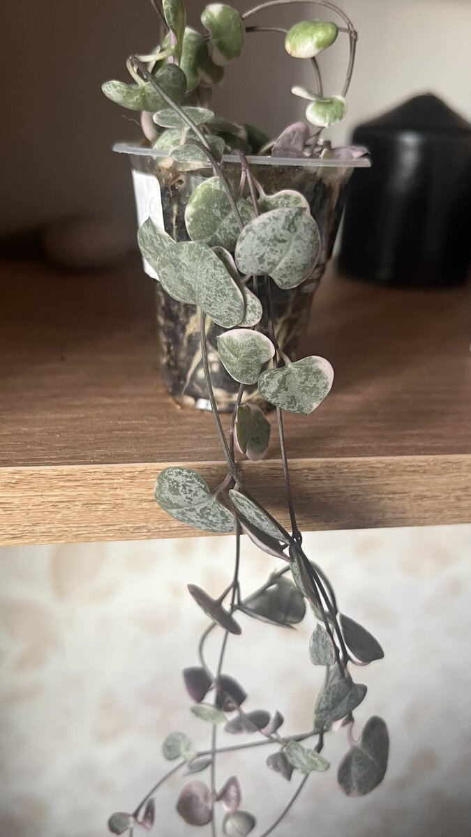 Вот такую малышку я купила за 500 рублей. Но на тот момент я уже так её хотела, что было даже не жалко — про радостно, что нашла))