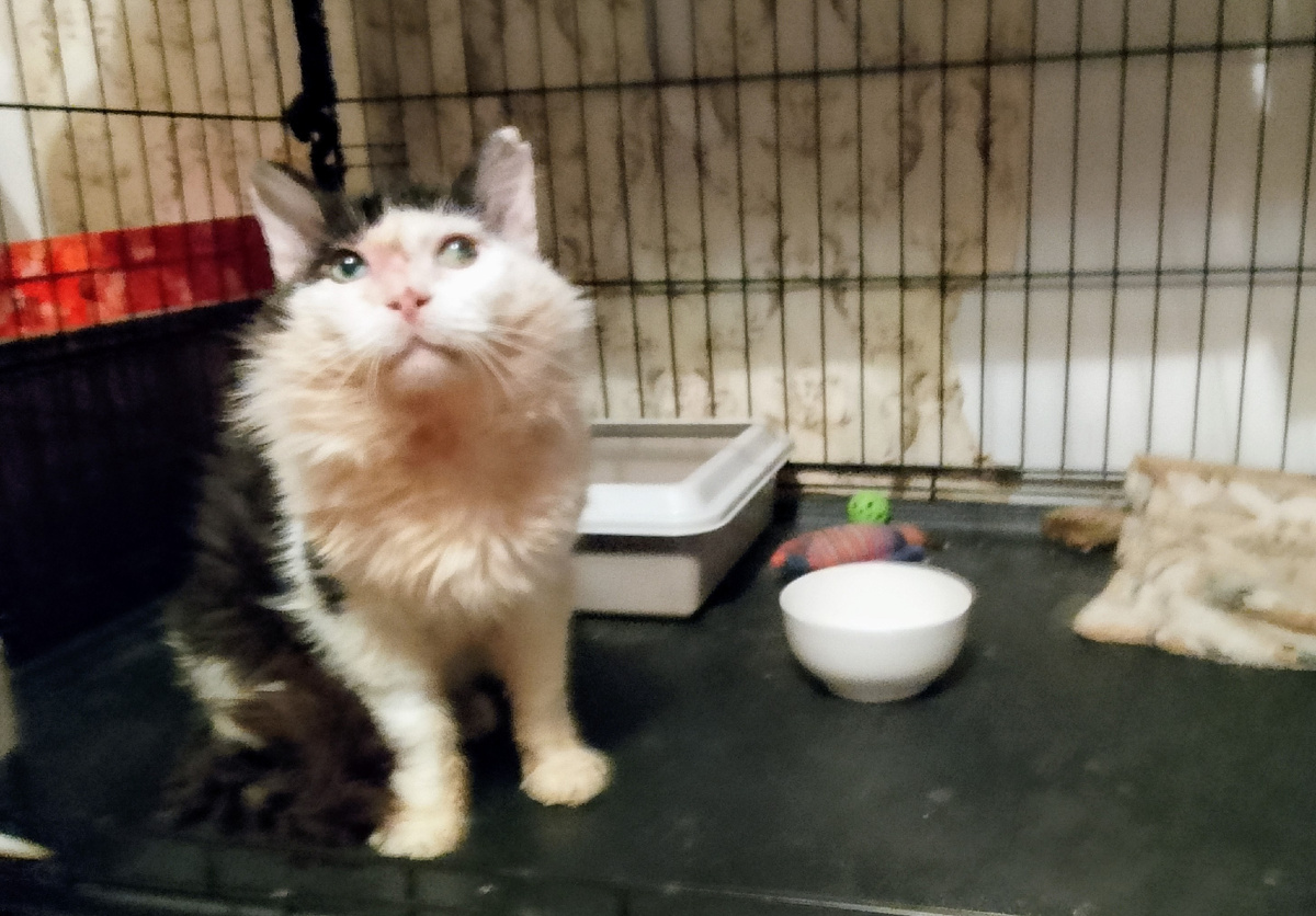 Ждём госпожу индейку! 