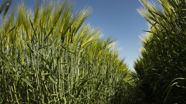    © РИА Новости Крым . Дмитрий Макеев