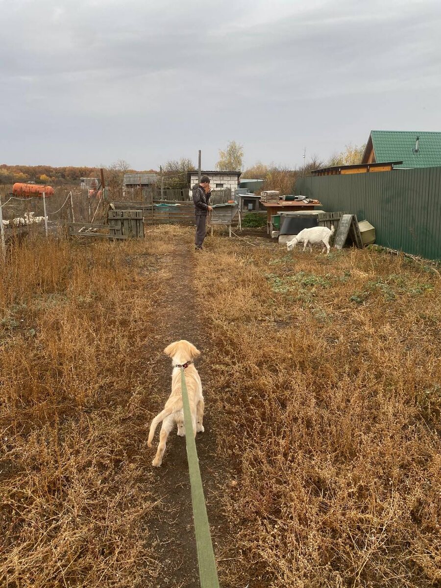 Я выгуливаю собаку, а муж нашу козочку Боню