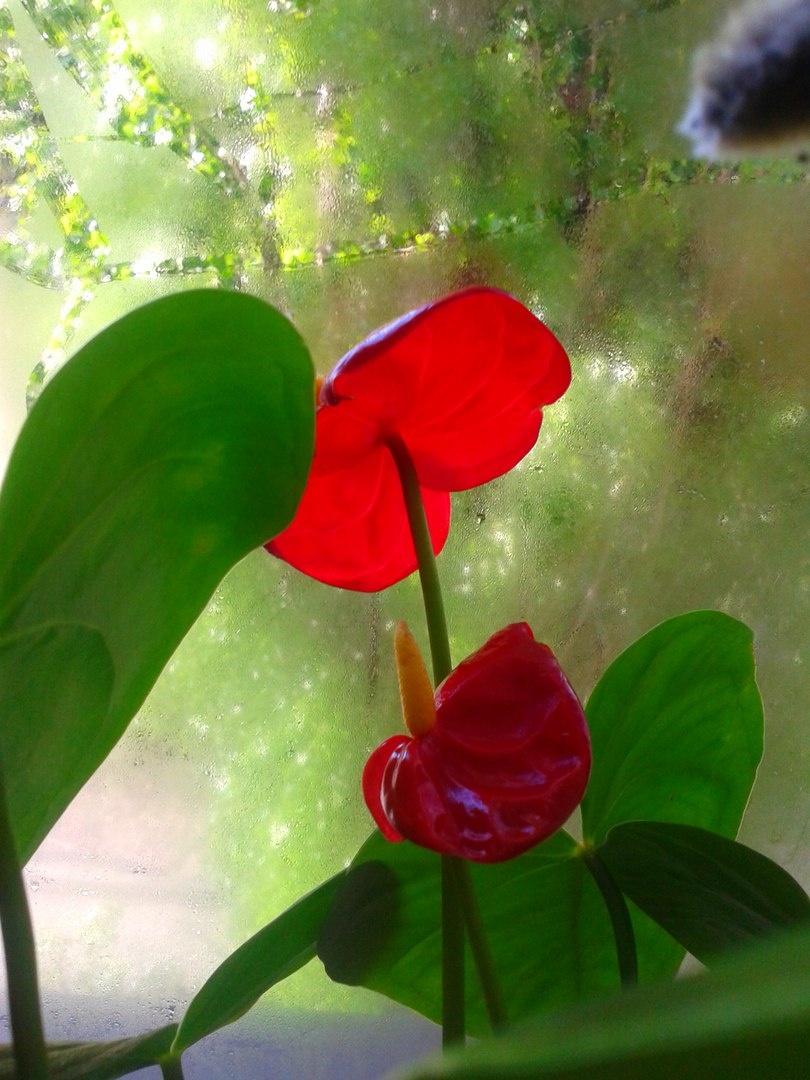 Цветы далёкого прошлого (Ориби Каммпирр) © Copyright: Ориби Каммпирр