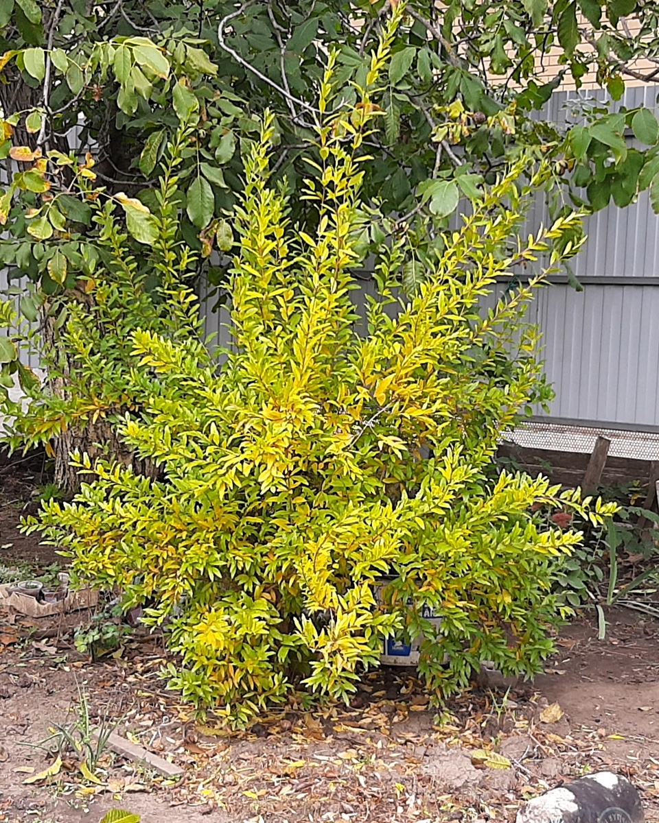 Пышный кустик незвестного сорта граната