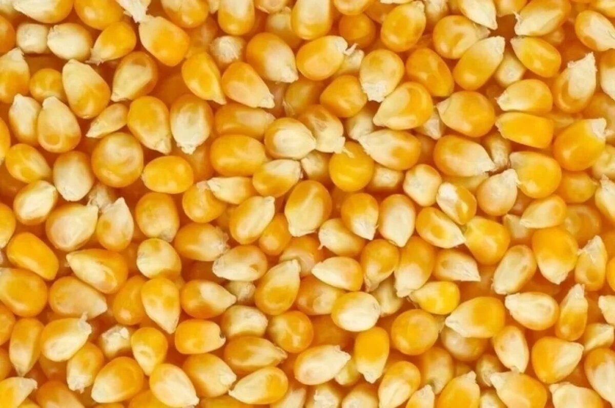    В Тульскую область попытались ввести кукурузу в обход карантинных норм