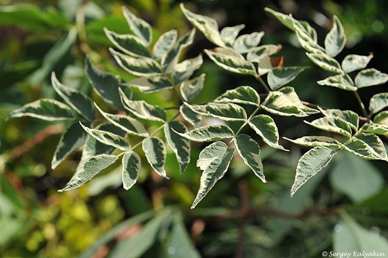 Аралия высокая 'Silver Umbrella'
