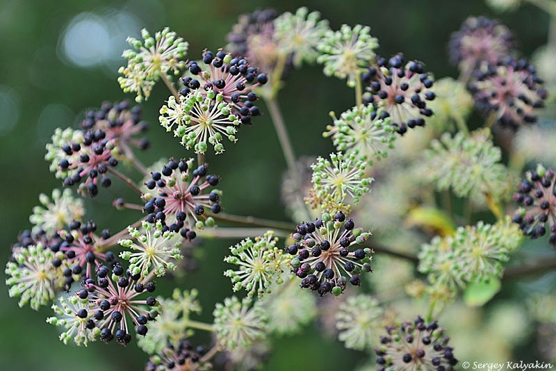 Аралия сердцелистная