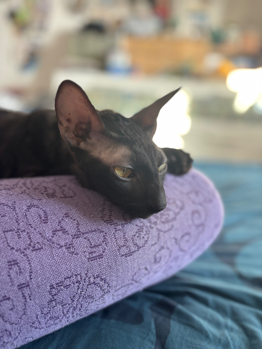 Фото автора. Такой милый котик, никто от него не ожидал порчи имущества 