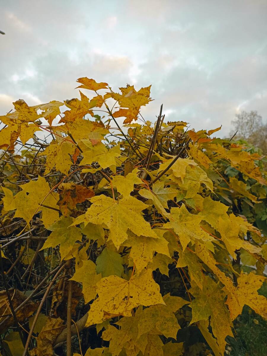 В парке. Фото автора