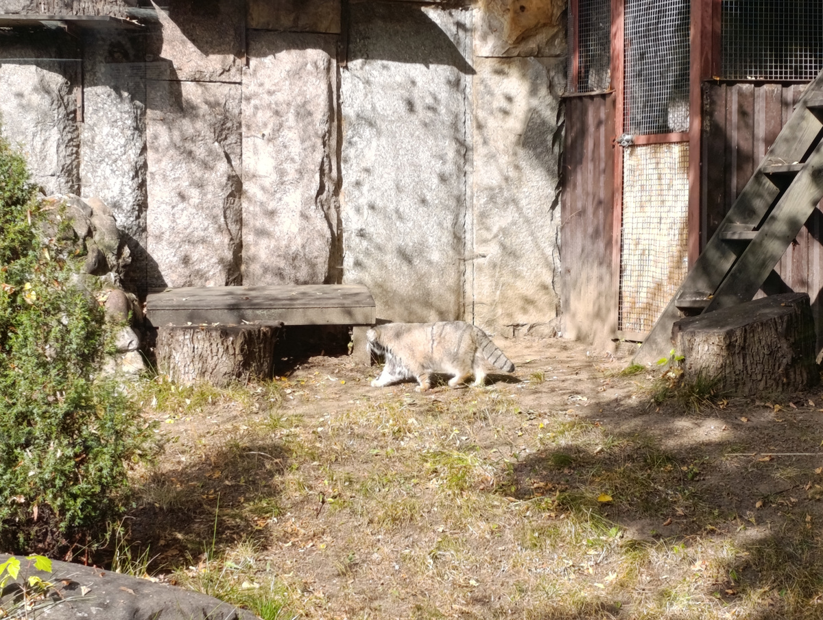 личное фото: манул