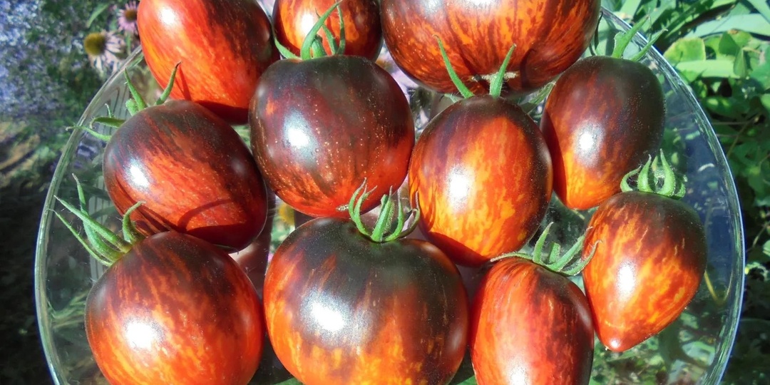Любимые сорта томатов, которые обязательно посажу в 2026 году: мегаурожайные и устойчивые к болезням!