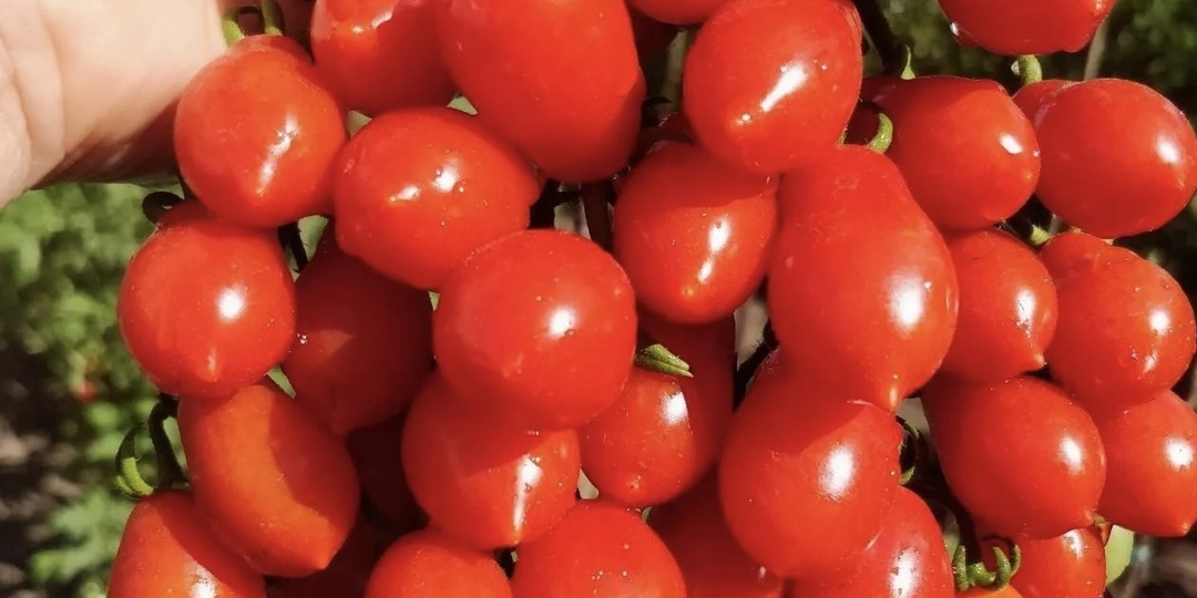 Вы просто обязаны посадить этот сорт томатов в 2026 году, ведрами будете собирать, не боится заморозков