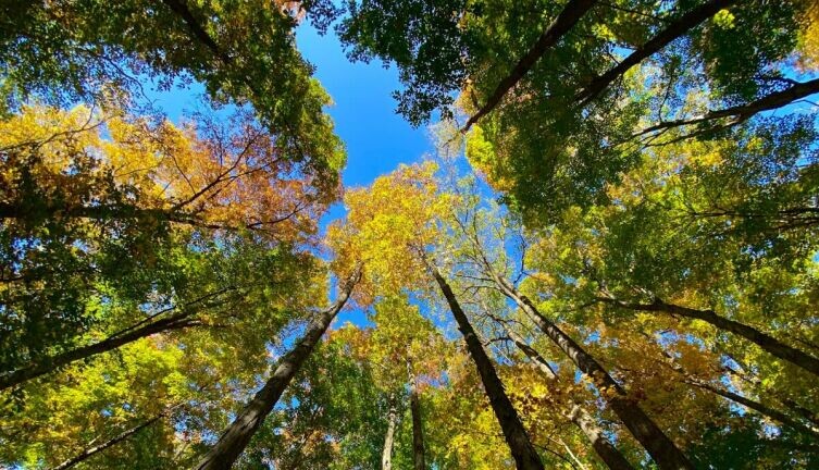    Лесные соцсети. Как общаются друг с другом деревья? Фото: Paul Wrentmore on Unsplash