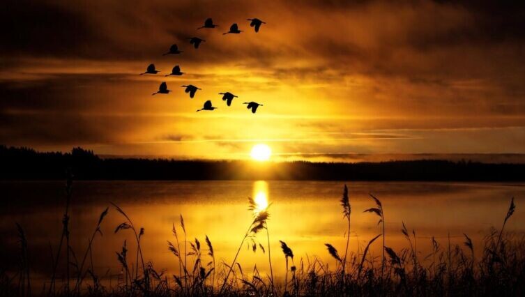    Перелётные птицы: как они находят дорогу и что значит улетать вовремя? Фото: по лицензии CC0 Pxhere.com