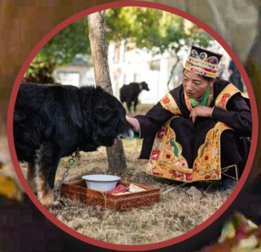 Тибетские псы ПРОСТО ОФИГЕННЫ, ясно, почему они так важны в традиции