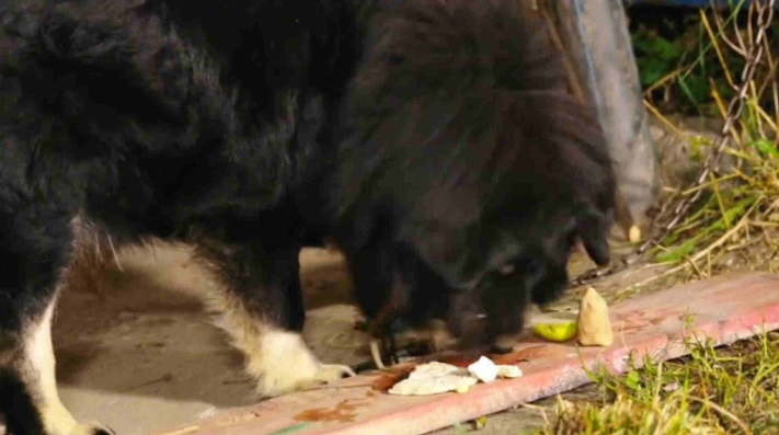 А в данном случае собака выбрала сырные продукты, неплохо, неплохо