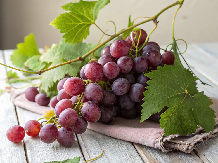     Даже самый морозоустойчивый сорт винограда в Самарской области нуждается в укрытии на зиму.