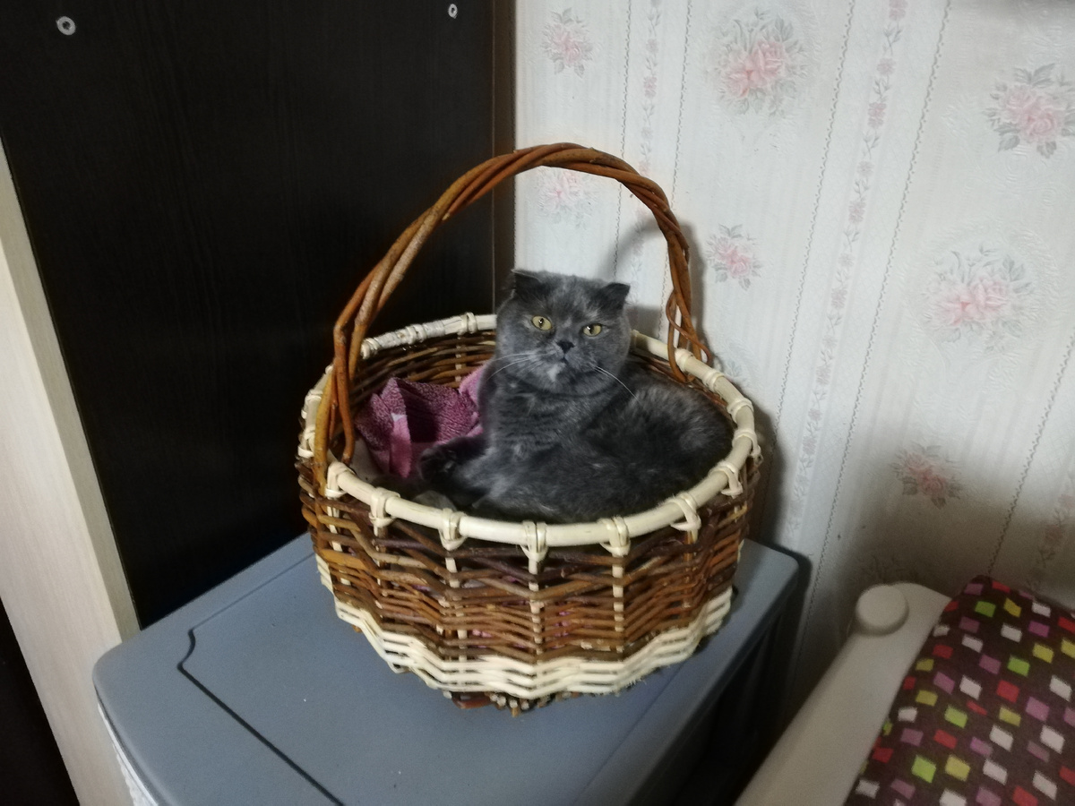 Матильда лежит в своей любимой корзинке.