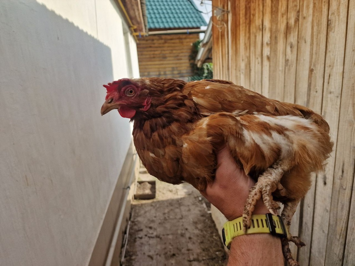    Почему куры лысеют на спине и сзади: как лечить - совет знакомого птицевода