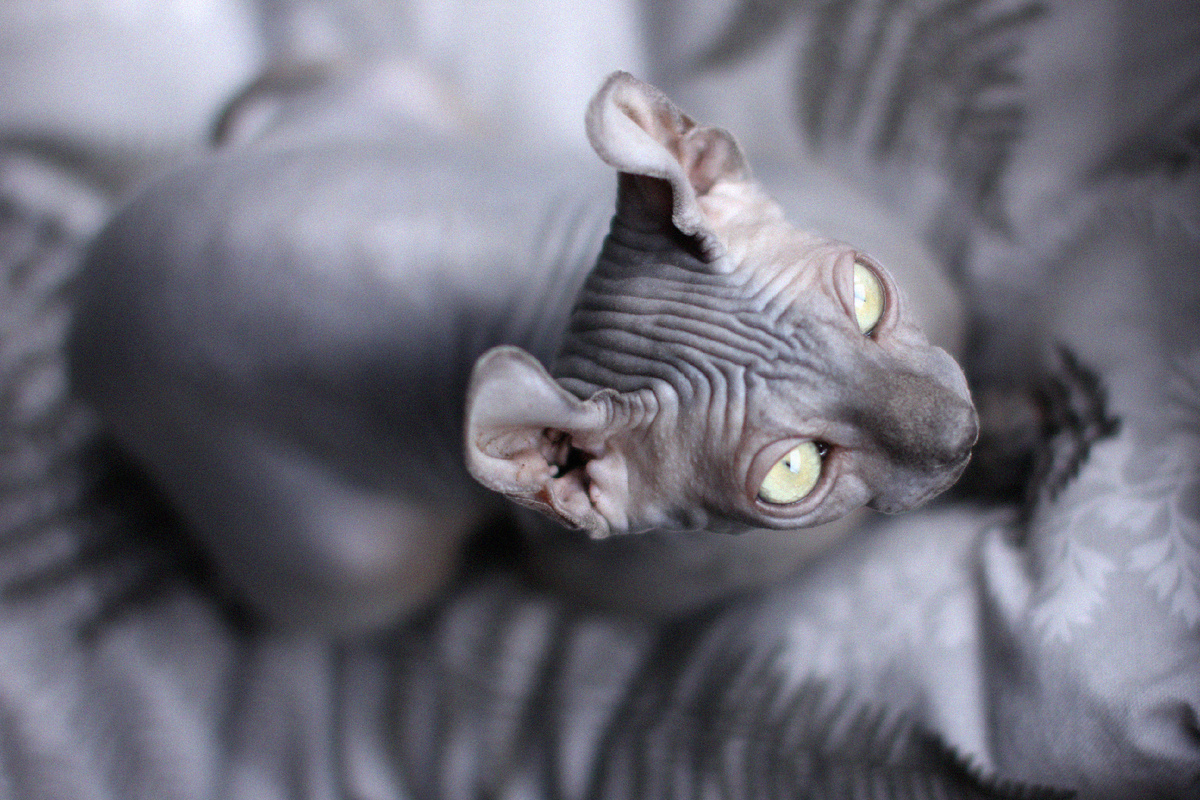 Чистые уши — залог комфорта! Регулярный осмотр помогает вовремя заметить проблему