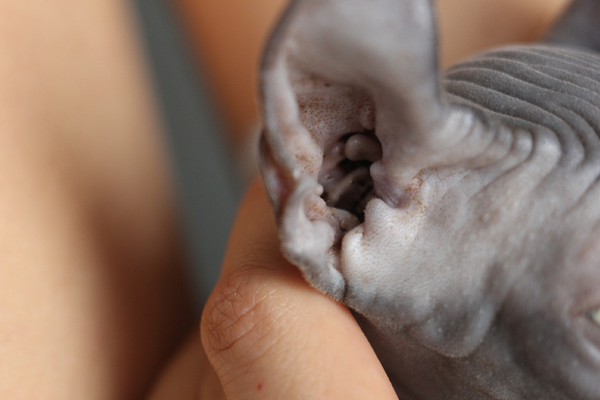 Чистые уши — залог комфорта кошки. Регулярный осмотр помогает вовремя заметить проблему