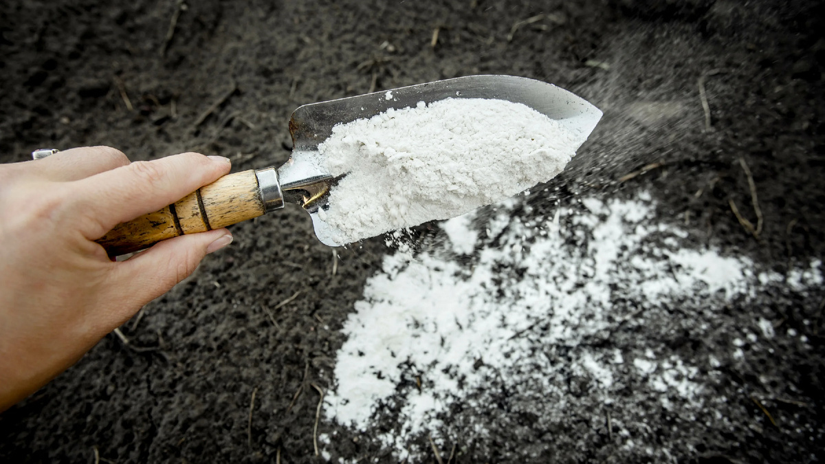 Подкормка грунта